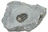 Gorgeous Proetid (Timsaloproetus?) Trilobites - Jorf, Morocco #362867-4